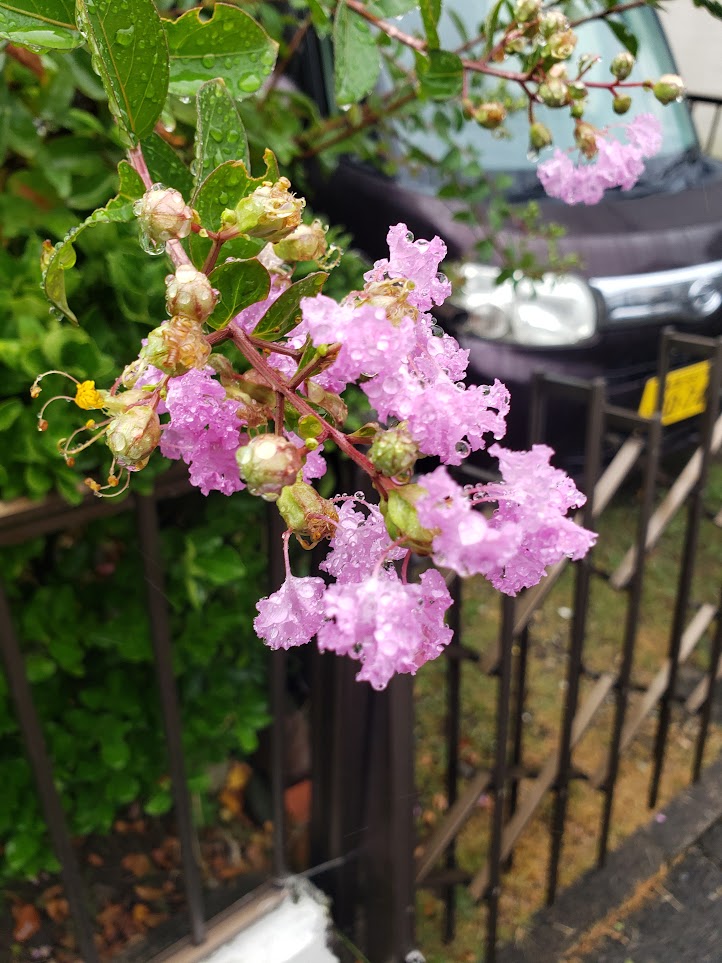 flowers