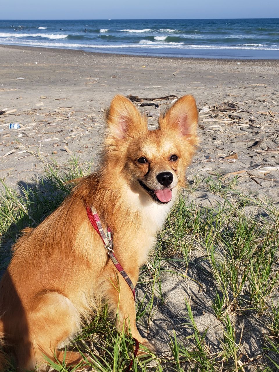 Kaiju at the beach