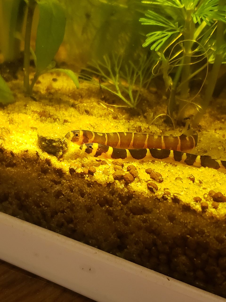 my loaches