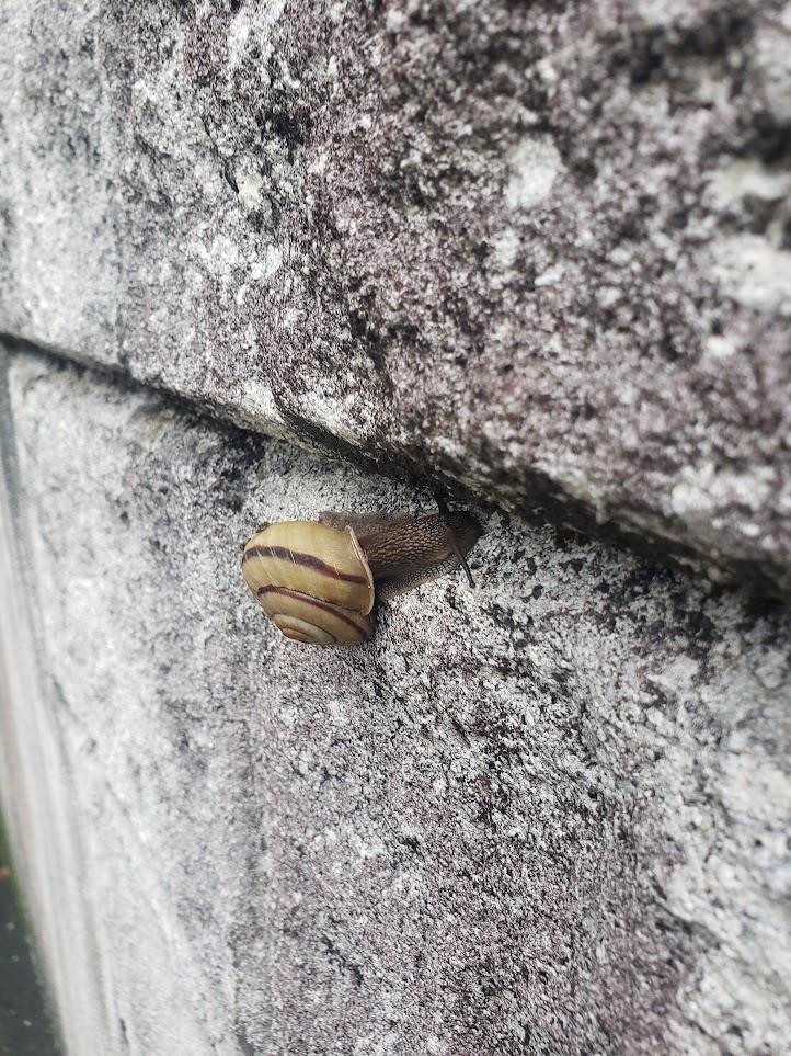 snail